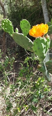 Opuntia megapotamica