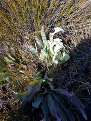 Protea laevis