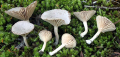 Lactarius glyciosmus