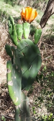 Opuntia megapotamica