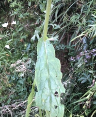 Cynoglossum australe