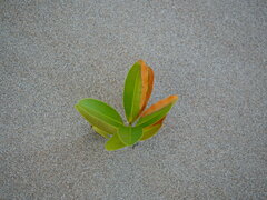 Calophyllum inophyllum
