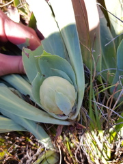Protea laevis