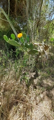 Opuntia megapotamica