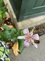 Tricyrtis