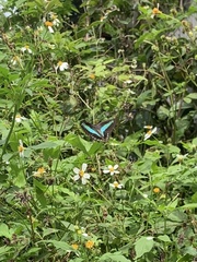 Graphium sarpedon connectens