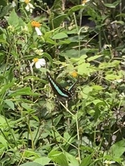 Graphium sarpedon connectens