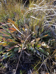 Protea laevis