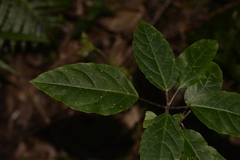 Clerodendrum tomentosum