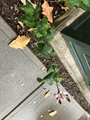 Tricyrtis