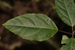 Clerodendrum tomentosum