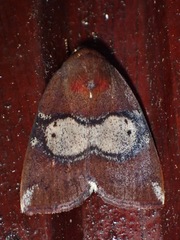 Xenochroa mediogrisea