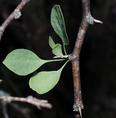 Lycium boerhaviifolium