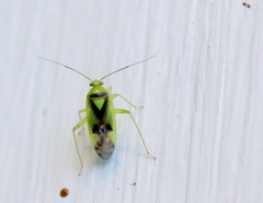 Neolygus viridis