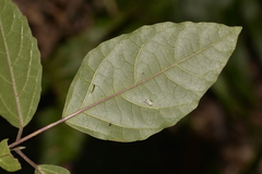 Clerodendrum tomentosum