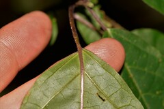 Clerodendrum tomentosum