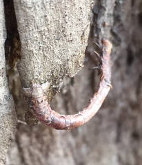 Biston betularia