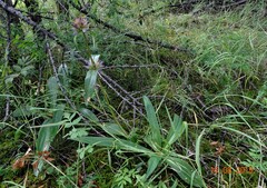 Gentiana macrophylla