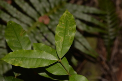 Melodinus australis