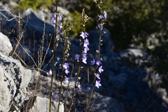 Campanula pyramidalis
