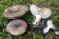 Lactarius montanus