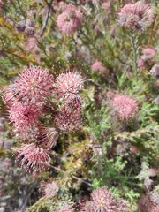 Leucospermum calligerum