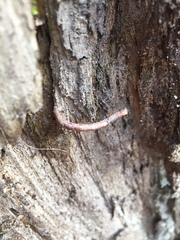 Biston betularia