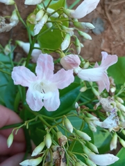 Fridericia