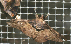 Lepidoptera