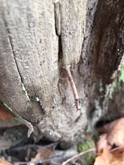 Biston betularia