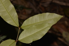 Melodinus australis