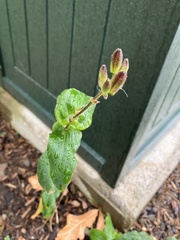 Tricyrtis