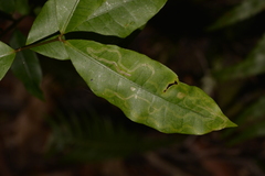 Melodinus australis