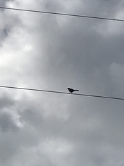 Dumetella carolinensis