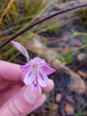 Gladiolus inflatus