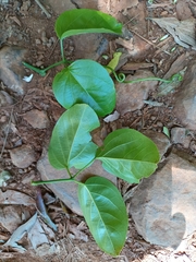 Fridericia