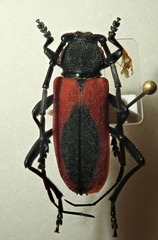 Purpuricenus kaehleri