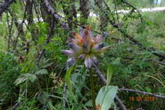 Gentiana macrophylla