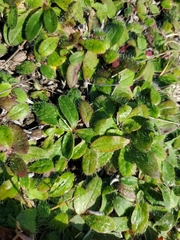 Pilosella officinarum