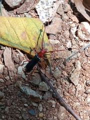 Compsocerus