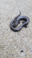 Plethodon electromorphus
