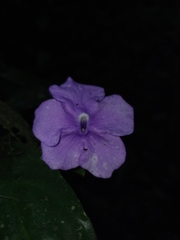 Brunfelsia pauciflora