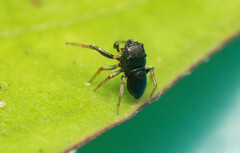 Heliophanus pygmaeus