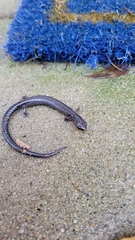 Plethodon electromorphus