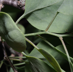 Lycium boerhaviifolium