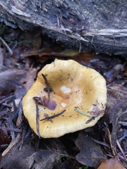 Lactarius scrobiculatus