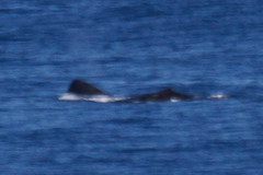 Physeter macrocephalus