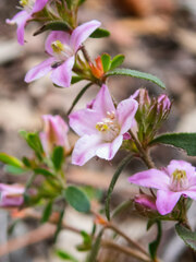 Boronia crenulata pubescens