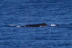 Physeter macrocephalus