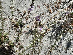 Wahlenbergia subulata
